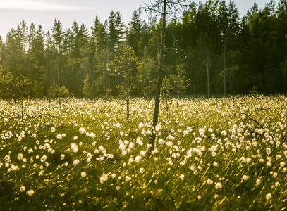 与 cottongrass 在与太阳耀斑梦幻看日落的美丽沼泽景观