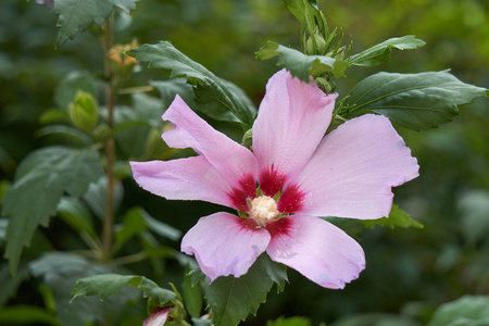 在花园里盛开的粉红色芙蓉