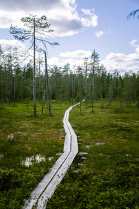 美丽的芬兰森林景观