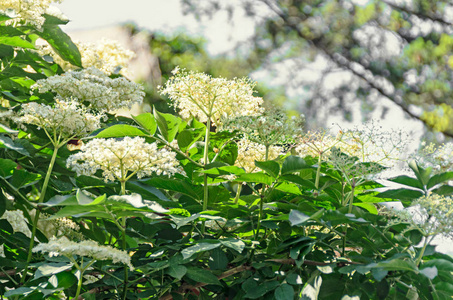 桑布库斯绿叶灌木的白束花