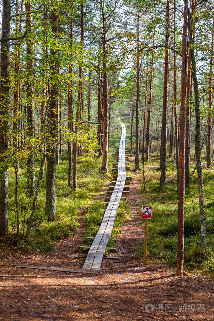 爱沙尼亚的森林木路穿过湿地