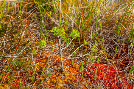 小而长的松树, 秋天的季节。维拉伊沼泽在 lahemaa 国家公园