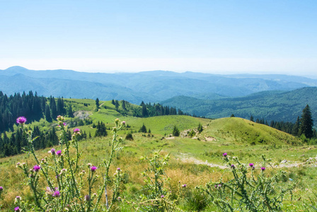 罗马尼亚西纳亚 bucegi 自然公园 bucegi 自然公园, 可以看到 carpatian 山的景色, 冷杉森林是一个绿色的