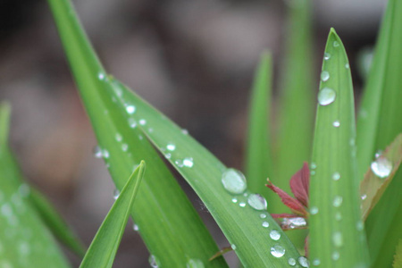 树叶上的雨图片