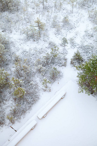 雪被覆盖的冬天风景与松树图片