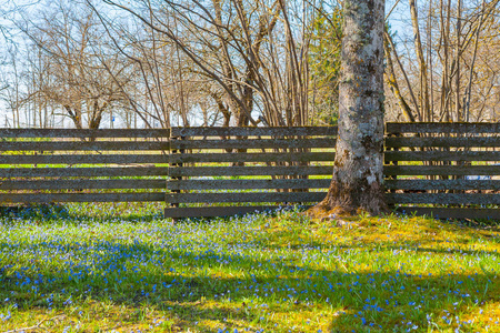 绽放的春天草甸与小蓝色野花和树