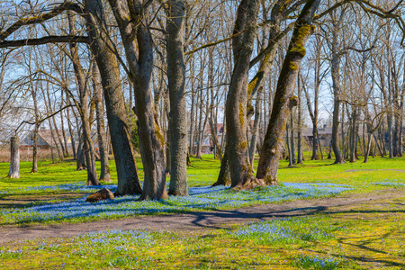绽放的春天草甸与小蓝色野花和树