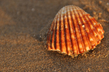 意大利海滩地中海沿岸的贝类蜗牛