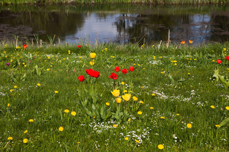 池塘附近草地上的红色和黄色郁金香。夏季园林景观设计