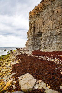 美丽的岩石海岸。波罗的海的石灰石悬崖