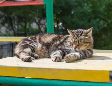 躺在阳光明媚的日子里的猫