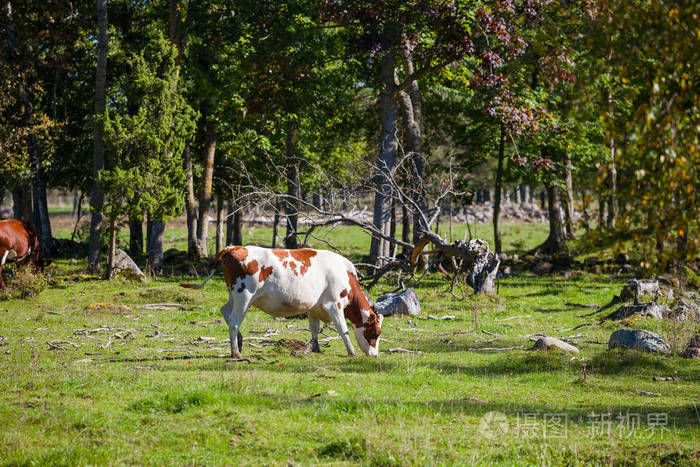 在绿色的夏季牧场放牧的奶牛.欧洲北部,在背景下树