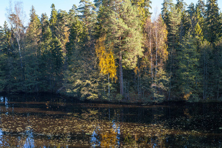 秋天的树林在湖周围的山丘上。阳光灿烂的秋天时间。欧洲北部