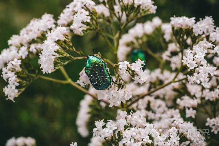 绿色甲虫在一个分支与白色的花宏观相片