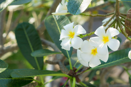 白梅香鲜花