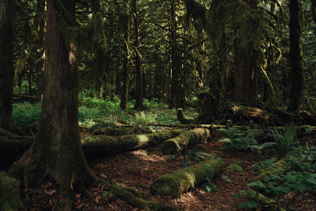 绿色偏远的热带雨林,在树上和地面上的青苔照片