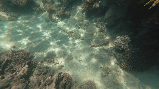 红海的水下世界。马萨阿拉姆