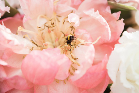 蜜蜂从美丽的牡丹花中提取蜂蜜图片