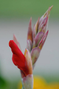 美丽的红花芽在夏季花园