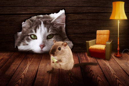 猫坐在老鼠洞前, 观察老鼠照片