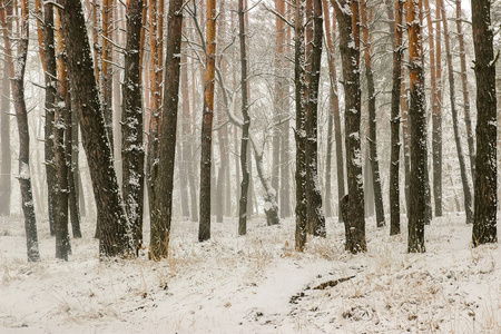 冬天的雪层上树