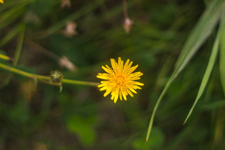 绿草田中的 dandelion