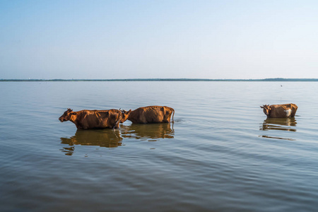奶牛在 Paliastomi 湖，萨梅格列罗 Geogria 里游泳