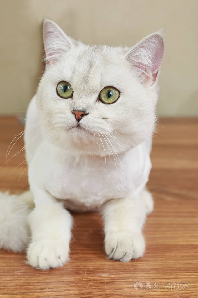 英国短毛猫关闭