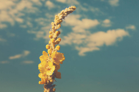在蓝色天空背景下，特写黄色梅利洛特花香草