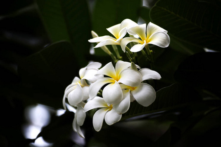 鸡蛋花树，素馨花热带鸡蛋花复古色调