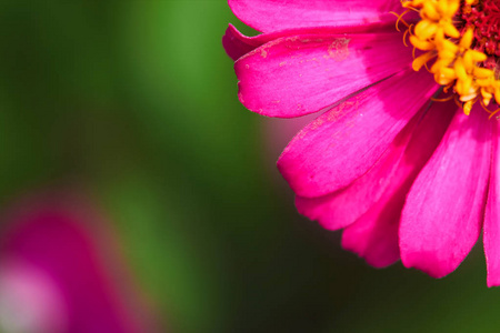 微小的粉红色花瓣和绿色的背景