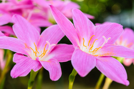 紫色雨百合花卉