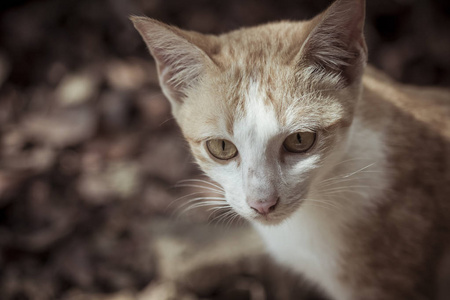 可爱的橙色猫咪躺在地上等待