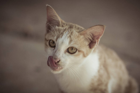 可爱的橙色猫咪躺在地上等待