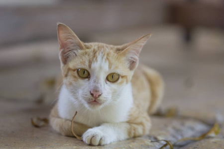 可爱的橙色猫咪躺在地上等待