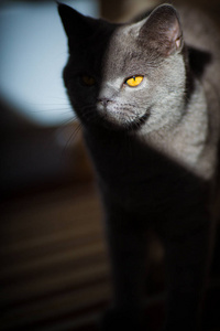非常漂亮的沉思的英国猫坐在黑暗的背景。宠物的概念。你的脸的一侧是在阴影中, 太阳照亮了黄色的眼睛