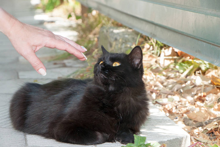 美丽的猫的肖像, 再