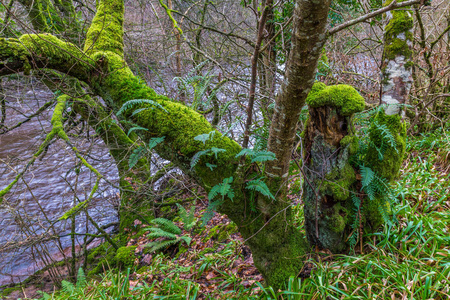 苔藓和蕨类植物覆盖的树干