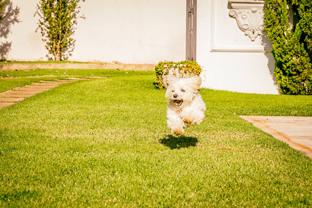 马犬训练草地上跑的马尔济斯犬照片