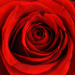 美丽的红玫瑰特写。宏观照片