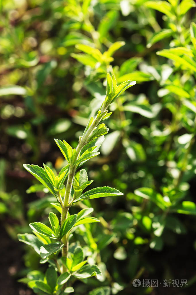 甜叶菊的枝叶生长