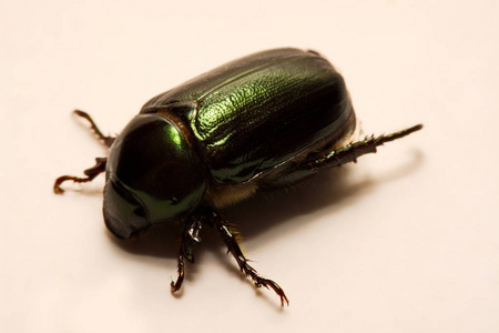 夏天常见的黑色甲虫图片