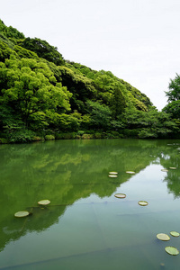 美丽的场景郁郁葱葱的绿色日本花园景观与绿色的植物山, 荷塘和对称的平衡水反射在阳光明媚的日子, 别府