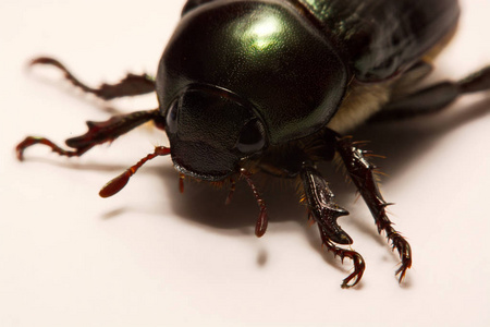 密切了视图的甲虫是一群的形成鞘翅目，总目的 Endopterygota 中的顺序的昆虫