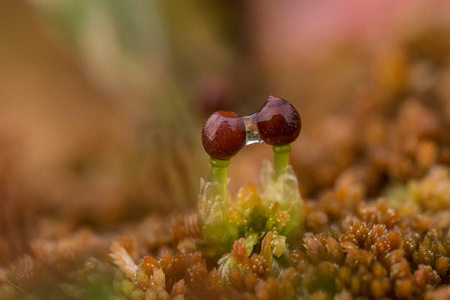 沼泽苔藓美丽特写镜头。宏的沼泽植物在夏天的照片