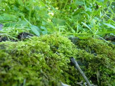 苔藓和绿色植物的低关闭宏细节