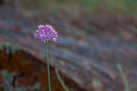 在模糊的背景上的紫色草原花
