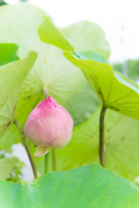 荷花或 waterlilly 花在池塘性质上与筛选器白色葡萄酒这个神圣的日子