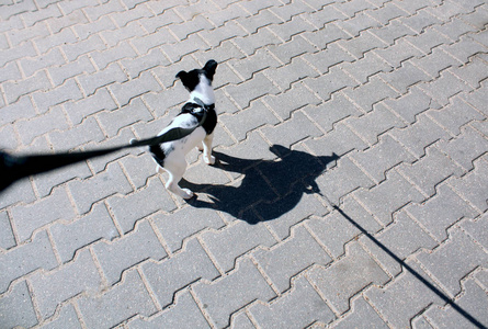 小狗在皮带和它的阴影在人行道上