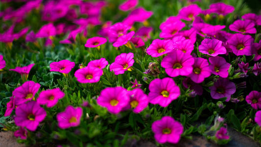 东 gr号的 petunias 花期